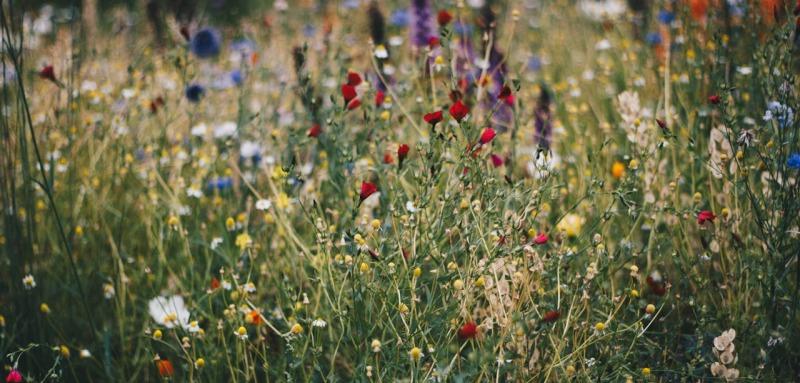 Sustainability - Greening - Wild Flowers